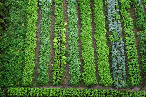 Here are five major steps to a thriving vegetable farm