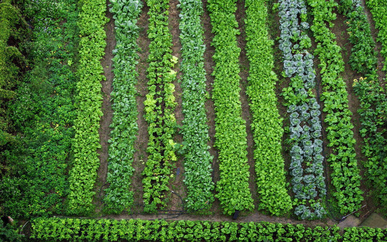 Here are five major steps to a thriving vegetable farm