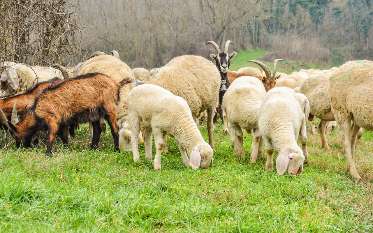 Here's the reason why your goat and sheep may have lost that pregnancy