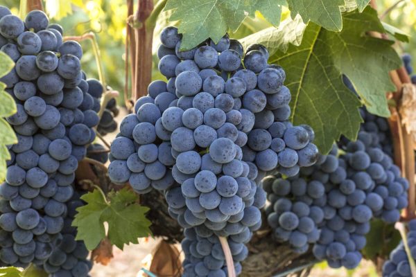 Important tips on grapes growing