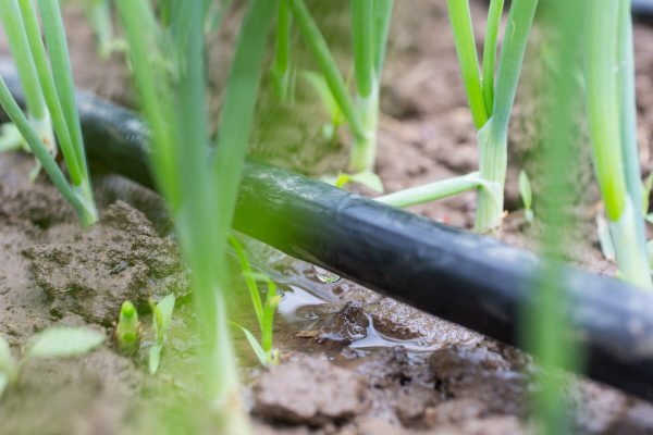 Irrigation method that helps farmers grow more crops using less water