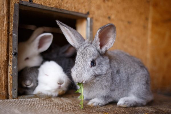 Rabbit farming is an unexploited venture with potential to feed the future