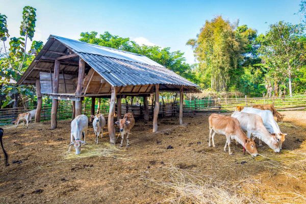 Taking care of cattle during rainy season