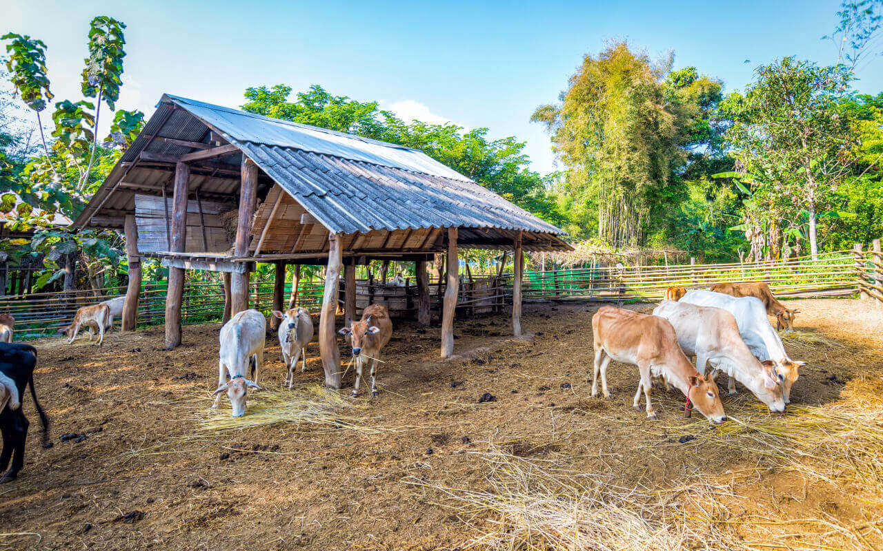 Taking care of cattle during rainy season