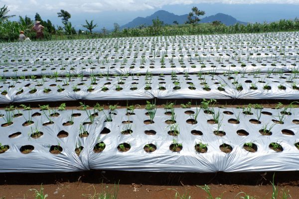 Technology that suffocates weeds and boosts crop yield