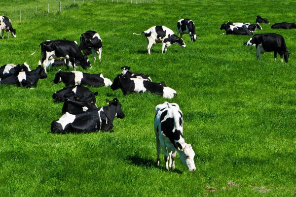 That lush green grass can poison your cow