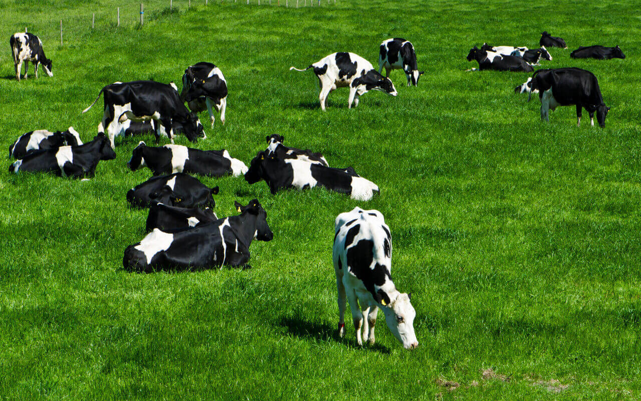 That lush green grass can poison your cow