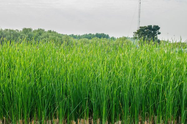 Vetiver grass