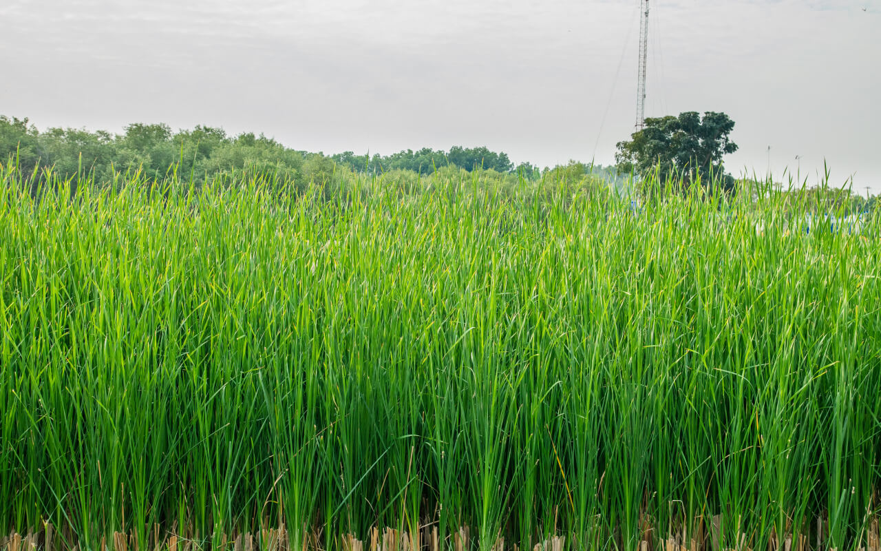 Vetiver grass