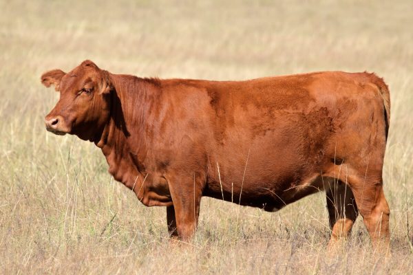 Want to have good beef cows Try these methods