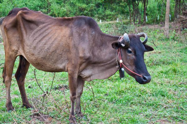 Why Rift Valley Fever strikes in rainy season