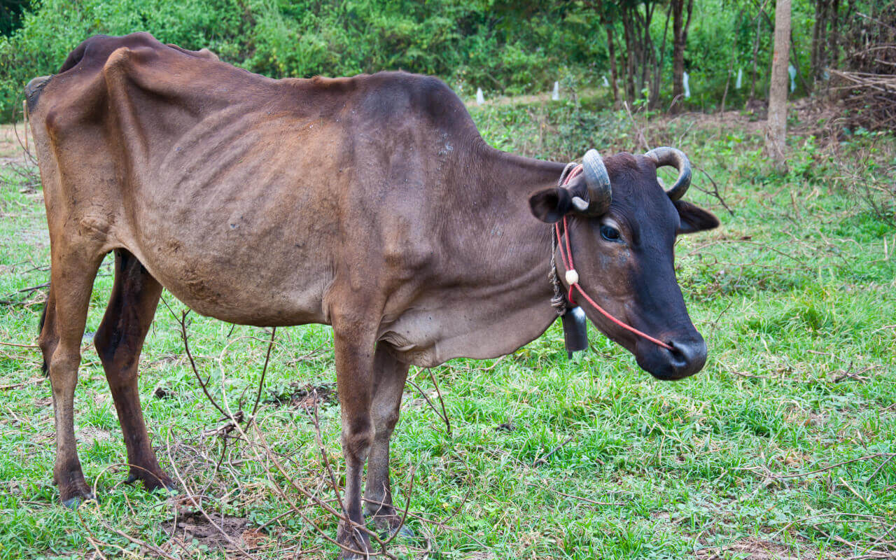 Why Rift Valley Fever strikes in rainy season