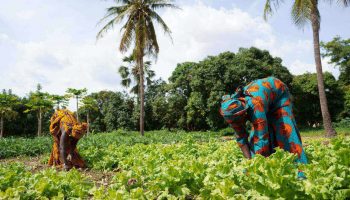 Women Farming