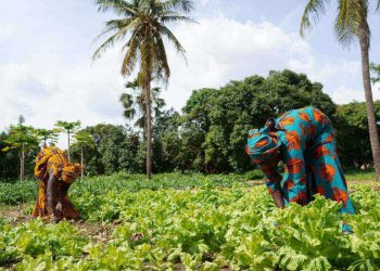 Women Farming